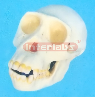 MAN SKULL